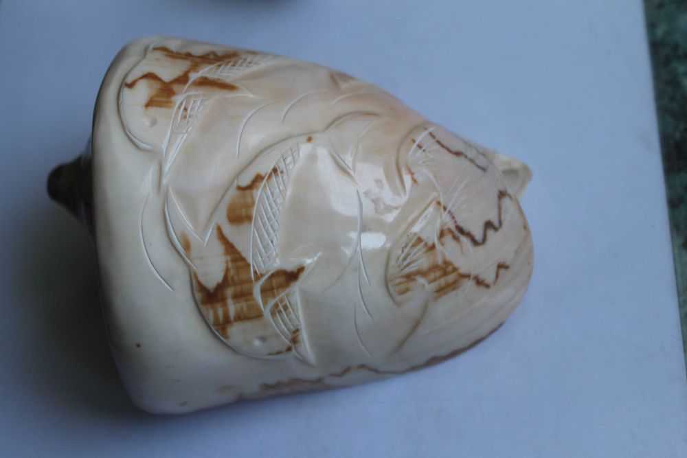 Ракушки с дельфинами