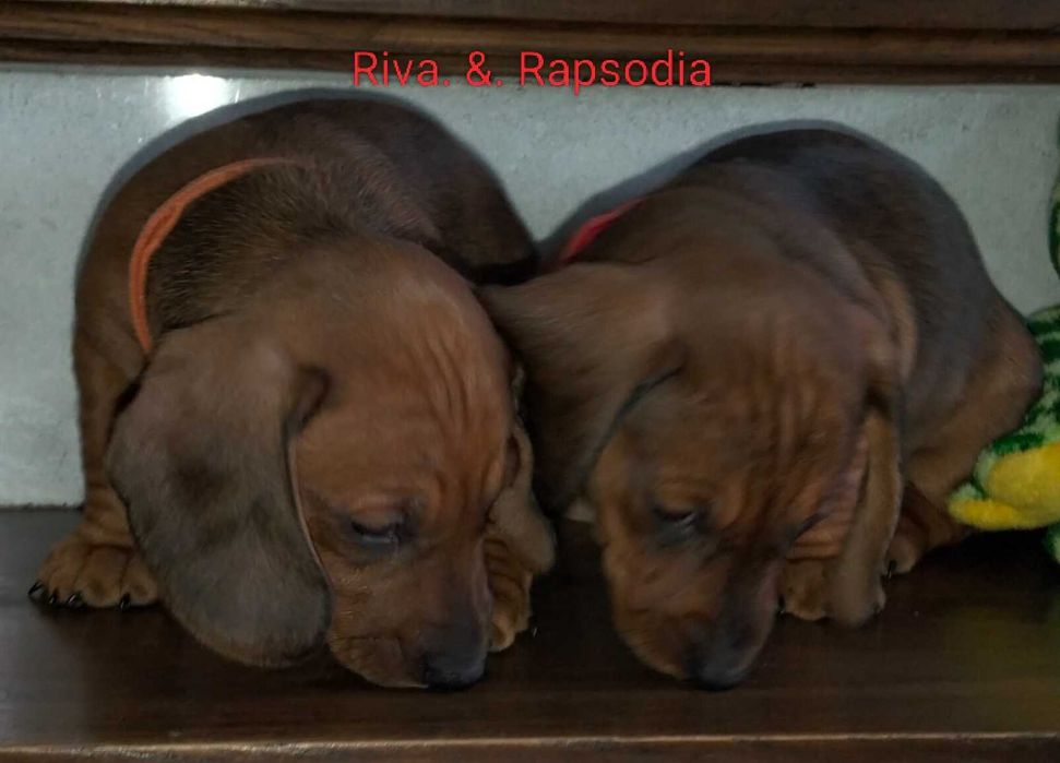 Jamnik krótkowłosy standard