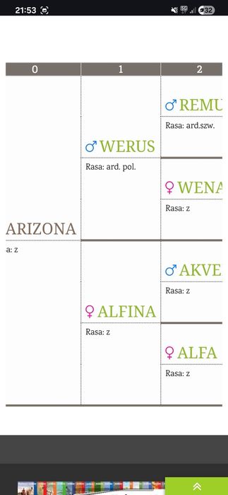 Źrebica zimnkorwista 2 latka