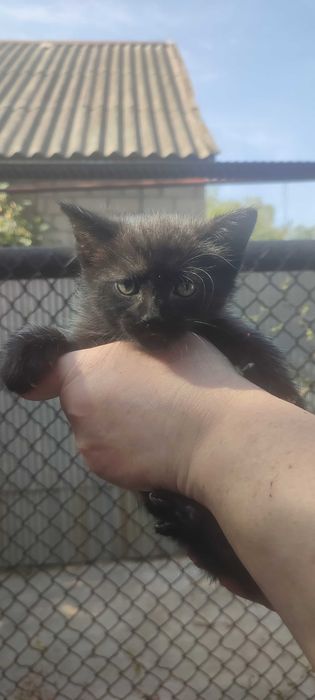 Отдам котят в хорошие руки