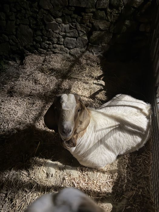 Cabrito Boer Puro Reprodutor
