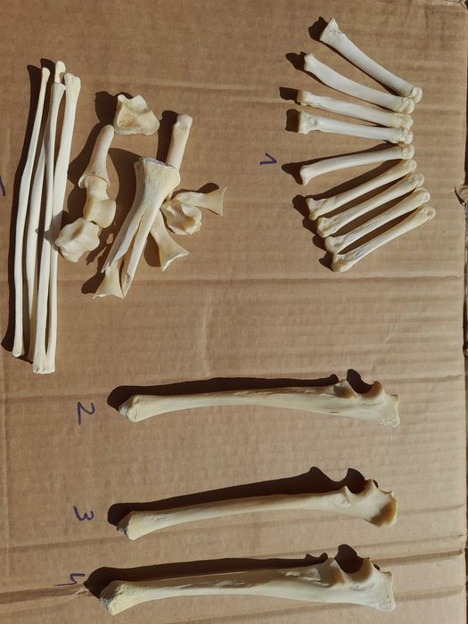 Кости волка Кістки вовка.