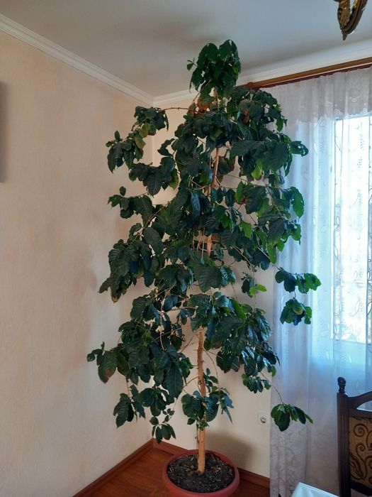 Кавове дерево гарно плодоносить