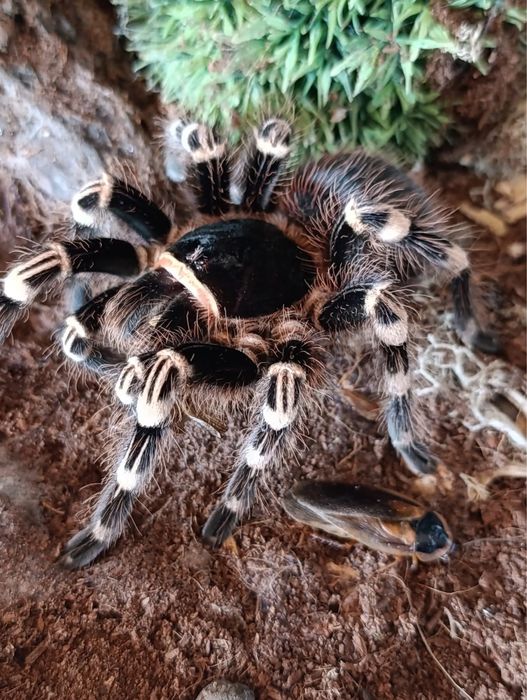 Acanthoscurria geniculata - ptasznik białokolanowy L4/5