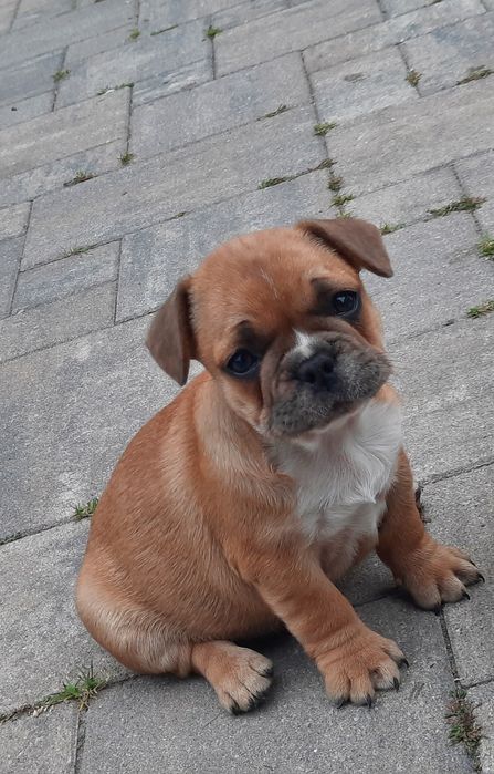 Buldog francuski