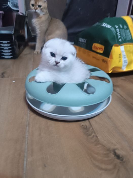 Скоріш фолд. Манюня киця.