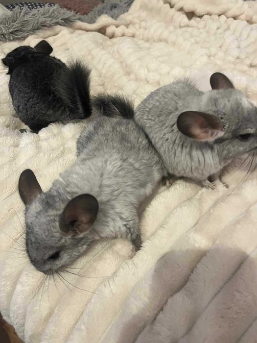 Szynszyle mlode  samica  i samce