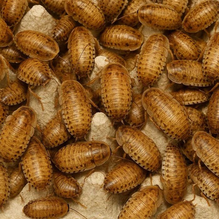 Owady karmowe Karaczan Turecki, argentyński mącznik drewnojad isopody