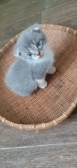 Котешенята шукають нових друзів.