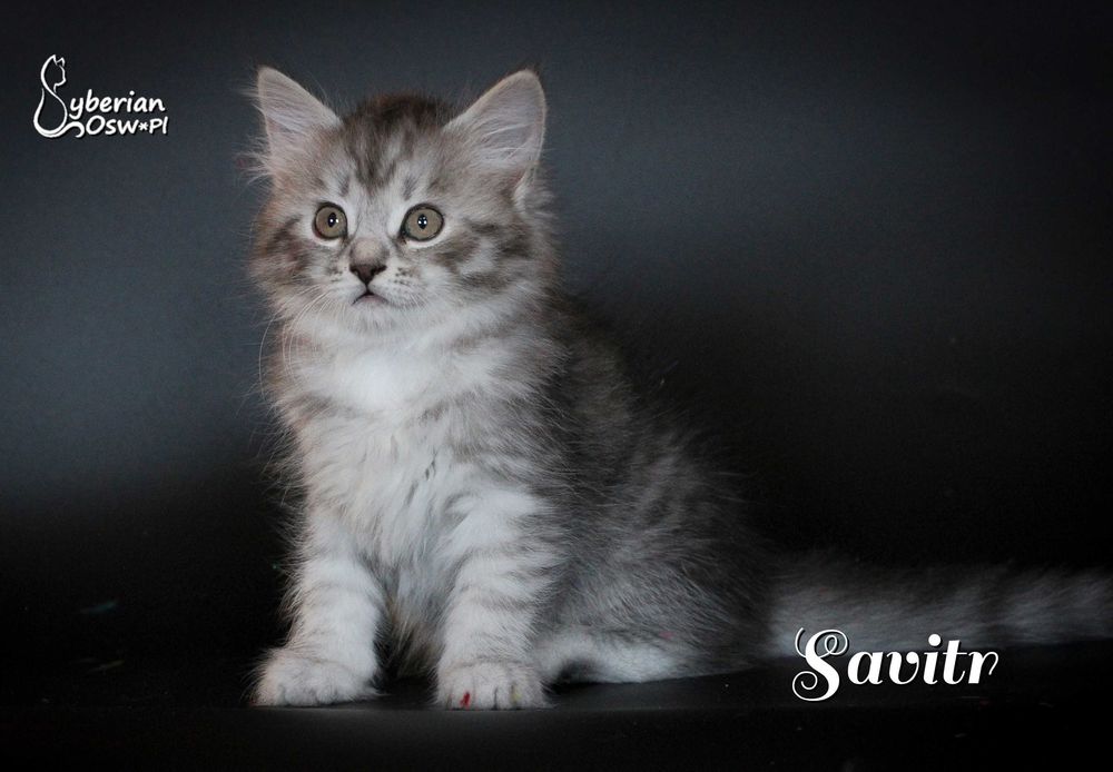 SAVITR Sib Black Silver Mackerel Tabby