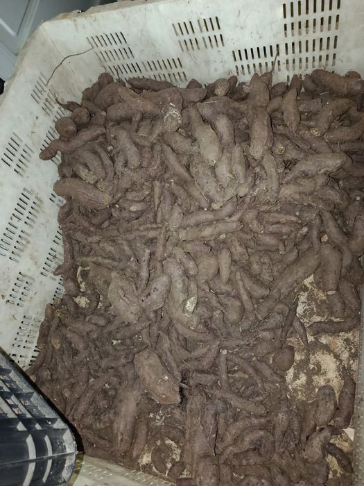 Vendo batata doce bio