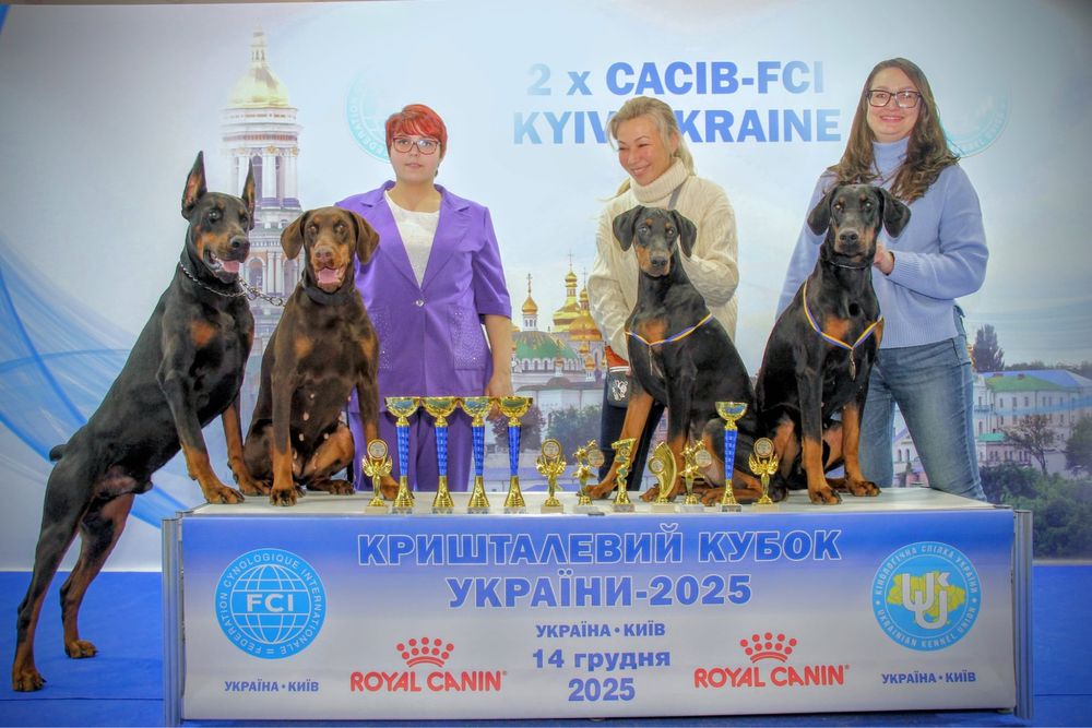 Пропонуємо для вязки кобеля добермана DCM1,2-NN