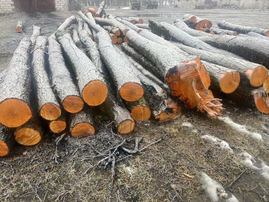 Drewno opał/tartak