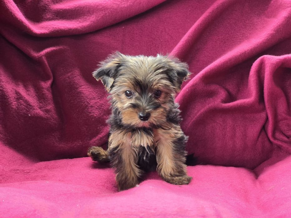 Suczka Yorkshire terrier