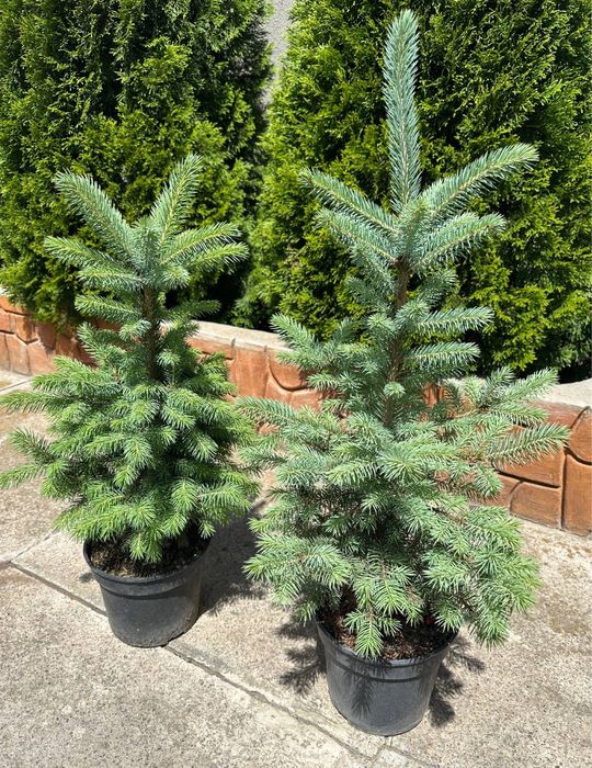 Ель голубая Кейбаб (50-70 см)