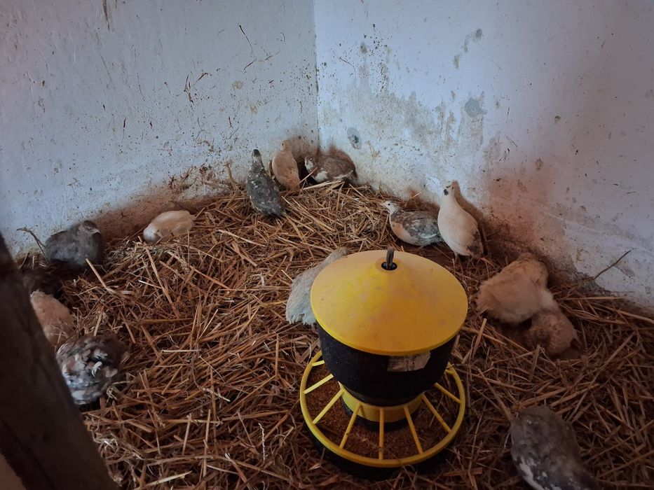 Jaja lęgowe  liliputki, indyki staropolski, Aracany