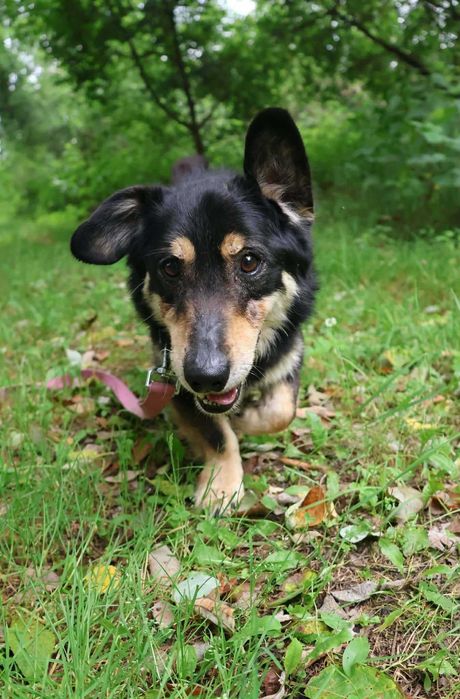 Bartuś pies, który szuka bliskości i miłości swojego człowieka! szuka domu,  adopcja psa, psy ze schroniska