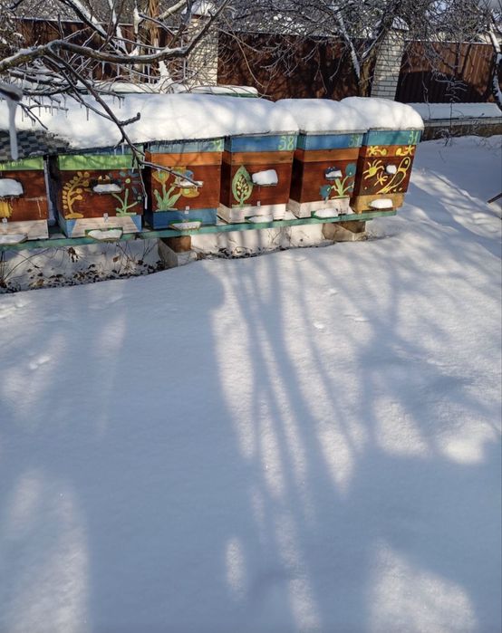 Бджоли, вулики, пакети