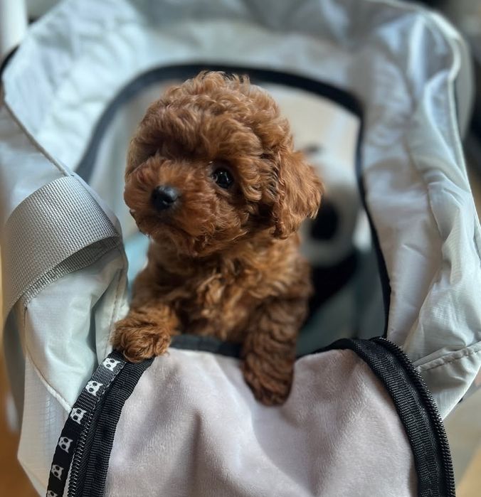 Грайливі хлопці той пудель