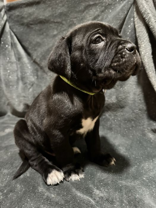 Кане Корсо (цуцики народились 18.12.2025р.)