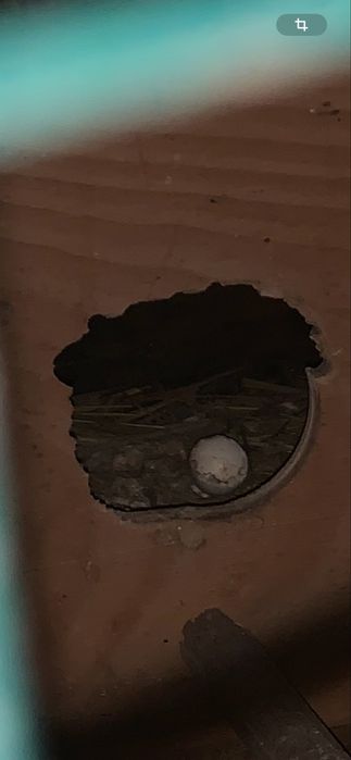 Vendo  caturras adultas e bebes