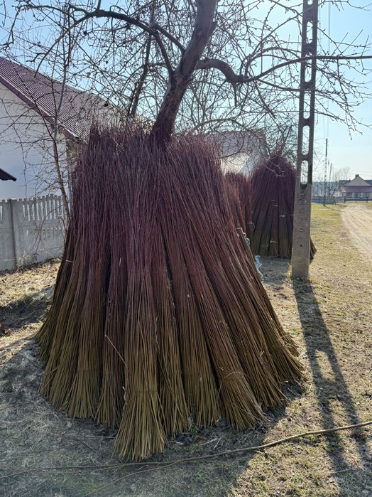 Surowa zielona wiklina