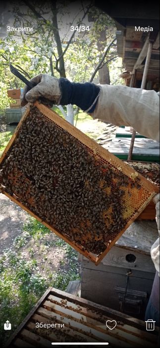 Продам бджолині сімʼі