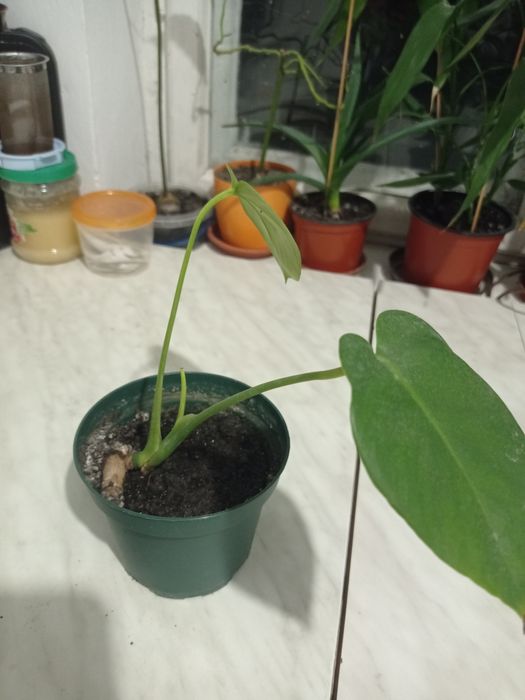 Монстера кімнатна