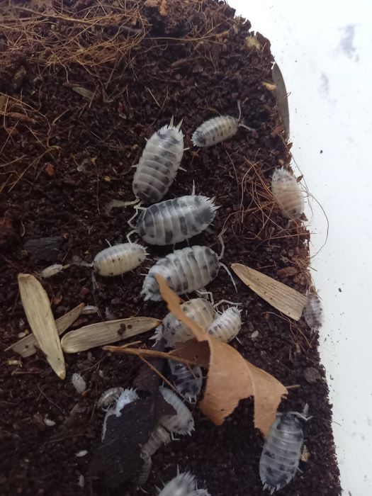 Isopody, prosionki Porcellio Laevis ''Dairy Cow''