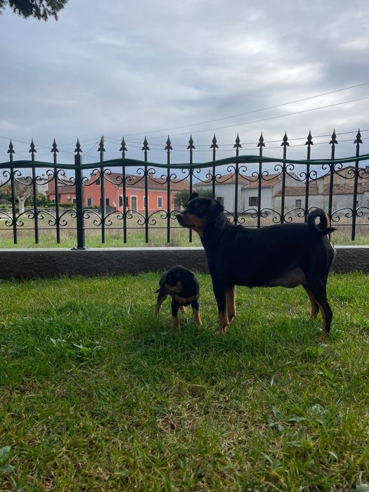 Pinscher Macho/ Fêmea