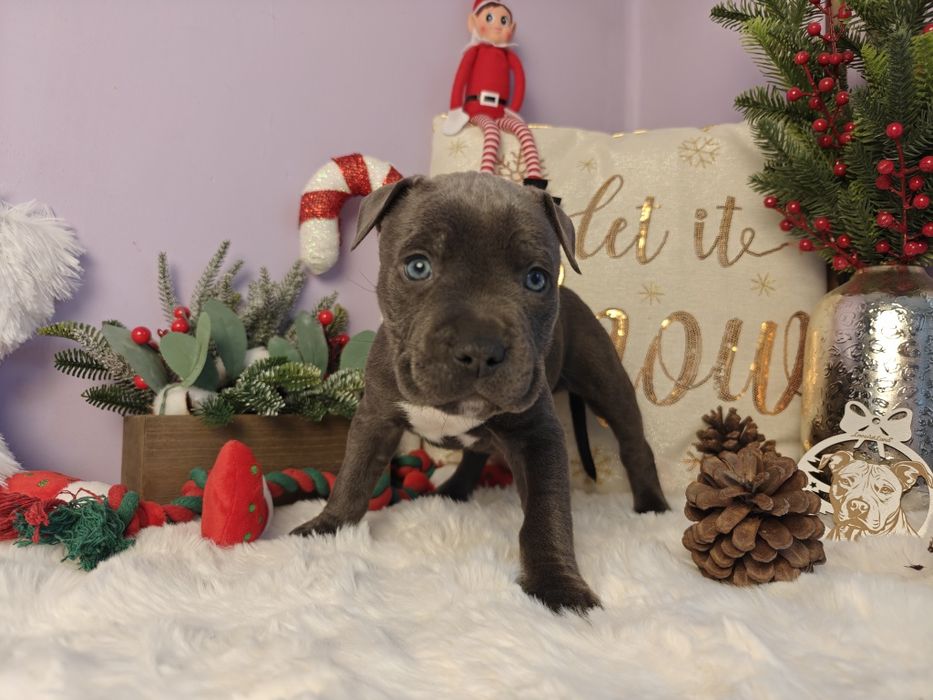 Śliczny maluch amstaff!