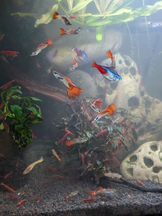 Guppies sortidos