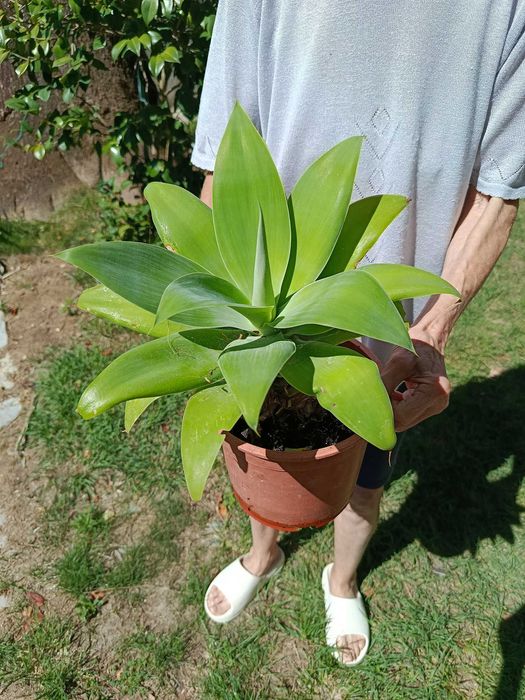 Planta Agave 60cm