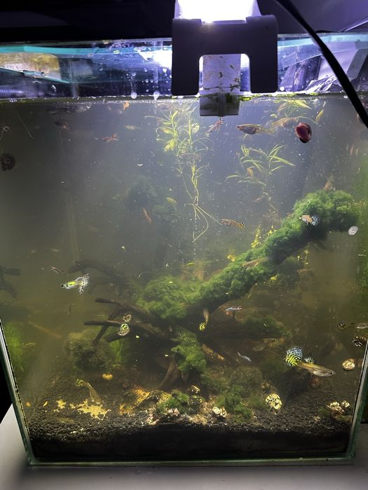 Akearium kostka 49l