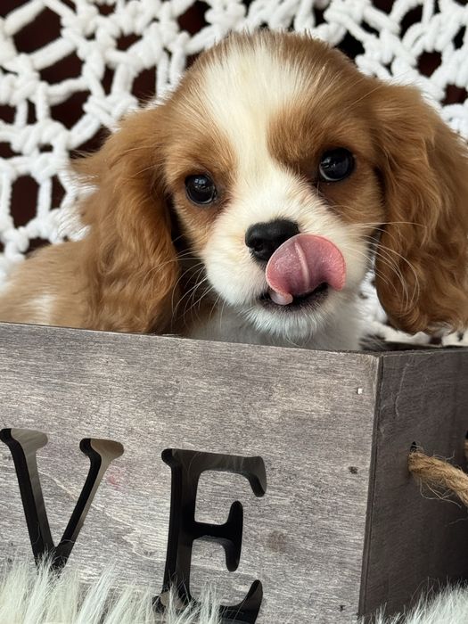 Sunia blenheim - Cavalier King Charles Spaniel