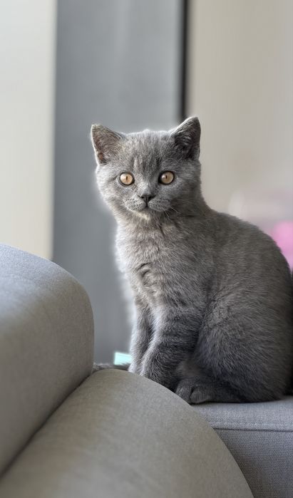 Scotish straight Blue Macho