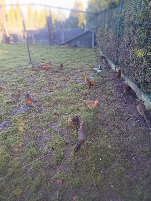 Bażant Złocisty koguty