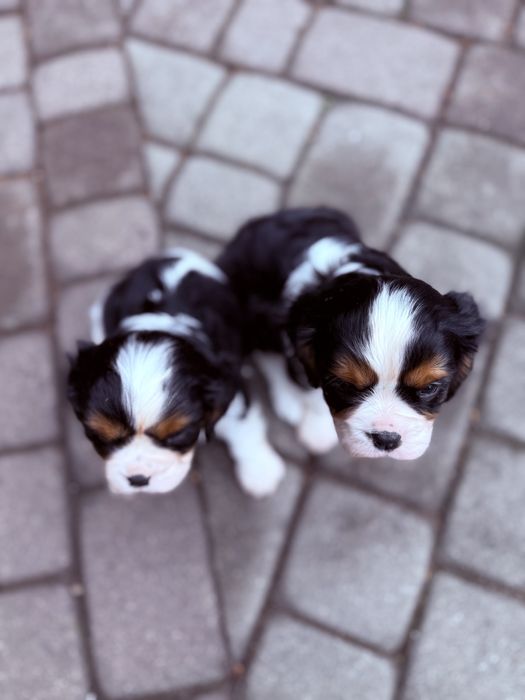 SAMCZYK Cavalier King Charles Spaniel