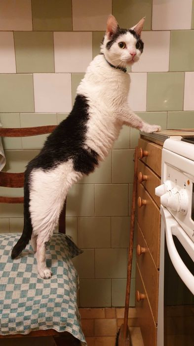 Koty szukają nowego domu