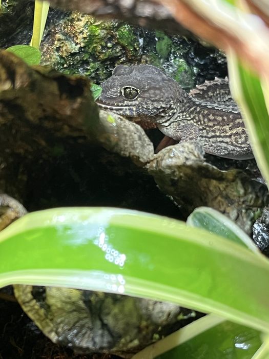 Paroedura pictus z terarium