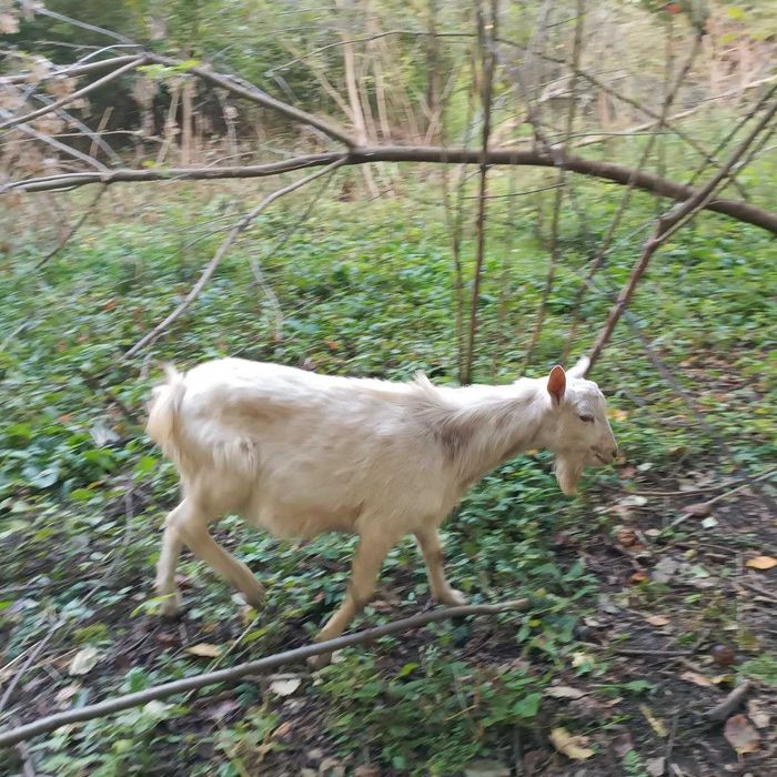 Зааненські козлики