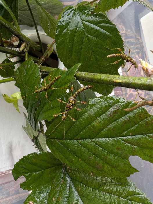 Straszyk filipiński straszyk north luzon