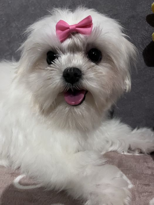 Maltańczyk - drobna suczka do kochajacego domu