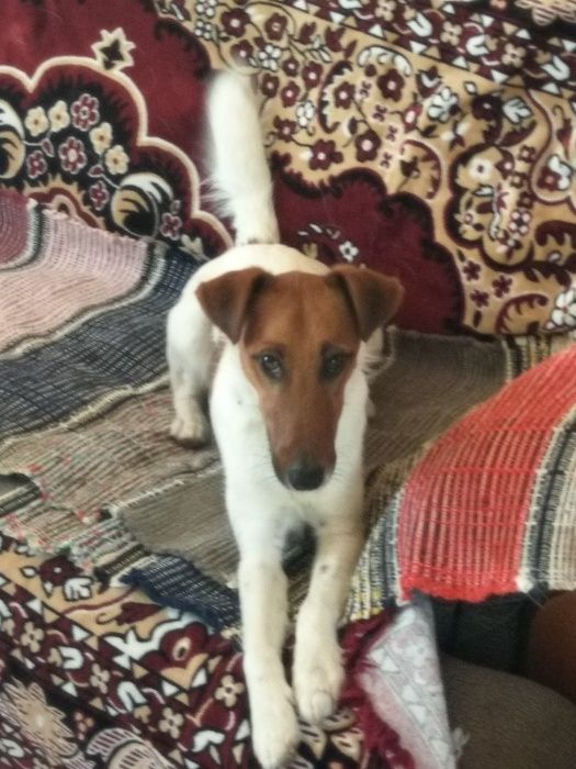 Фокстерєр. В’язка. (Не продаж)