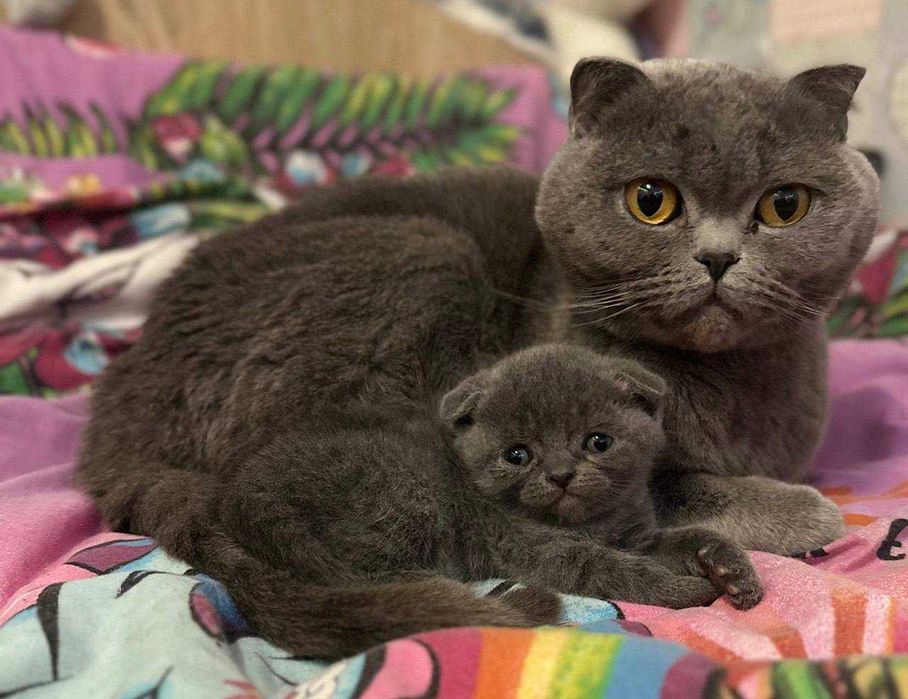 Британські котята