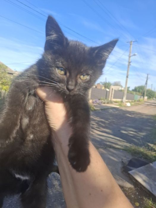 Котики хлопчики 2 місяці