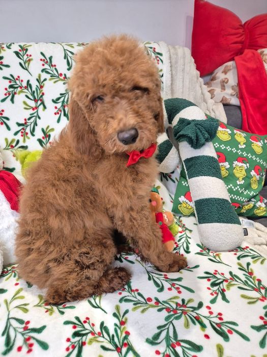 Goldendoodle f1b