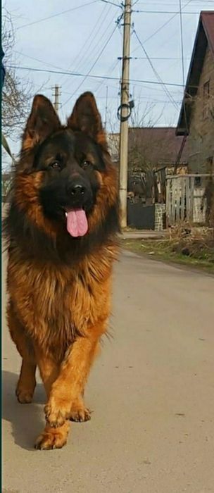 Немецкая  овчарка