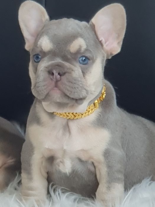 Buldog francuski/Elegandzkie dziewczynki