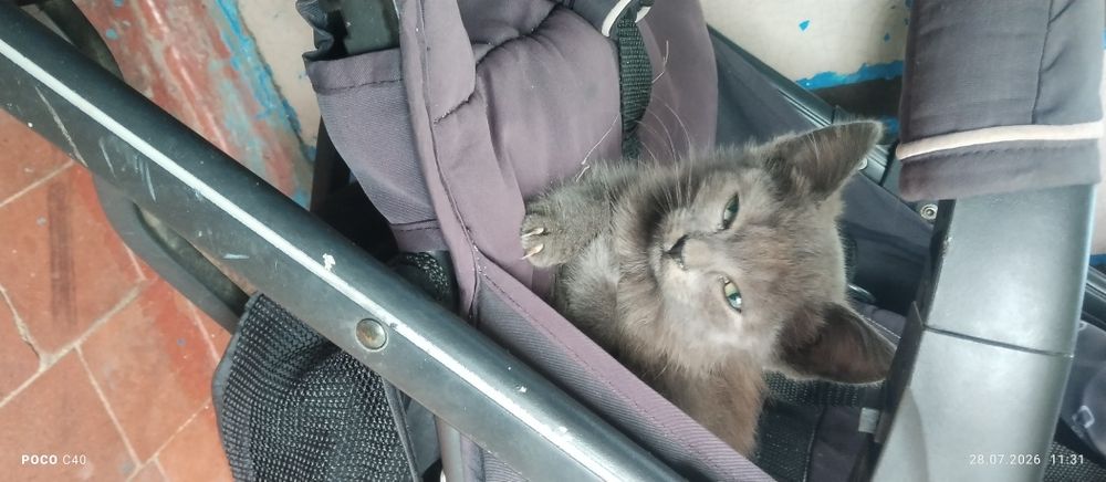 Срочно віддам котят в добрі руки